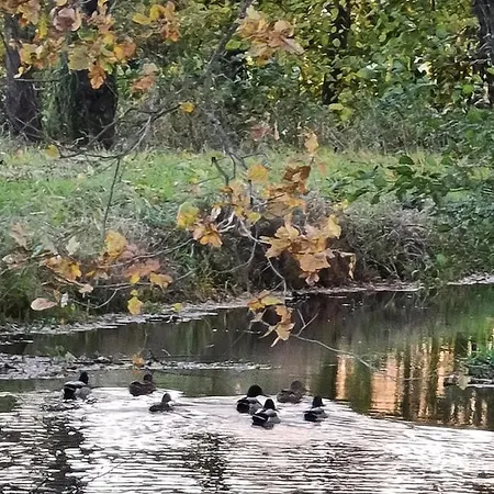 Vakantieboerderij Gosciniec Rokitki Chojnow