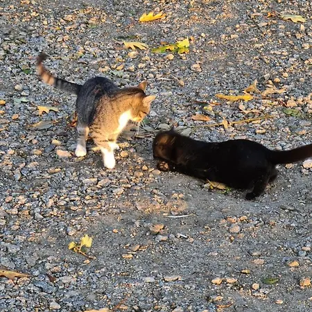 Vakantieboerderij Gosciniec Rokitki