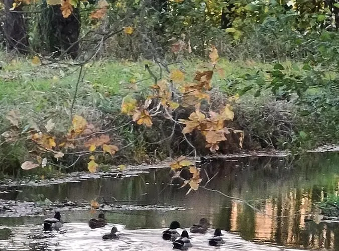 Alloggio per agriturismo Gosciniec Rokitki Chojnow