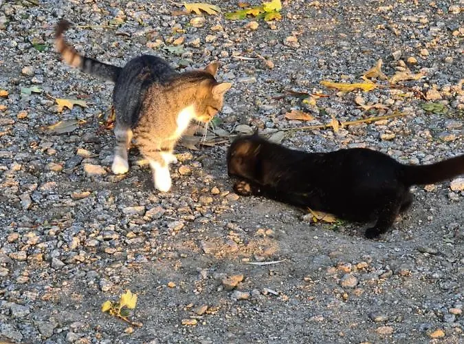 Alloggio per agriturismo Gosciniec Rokitki